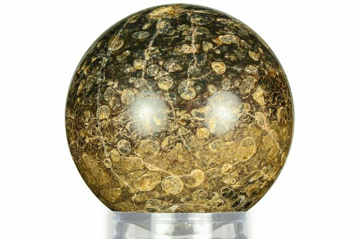 Polished Freshwater Snails (Elimia) In Limestone Sphere - Wyoming #311740